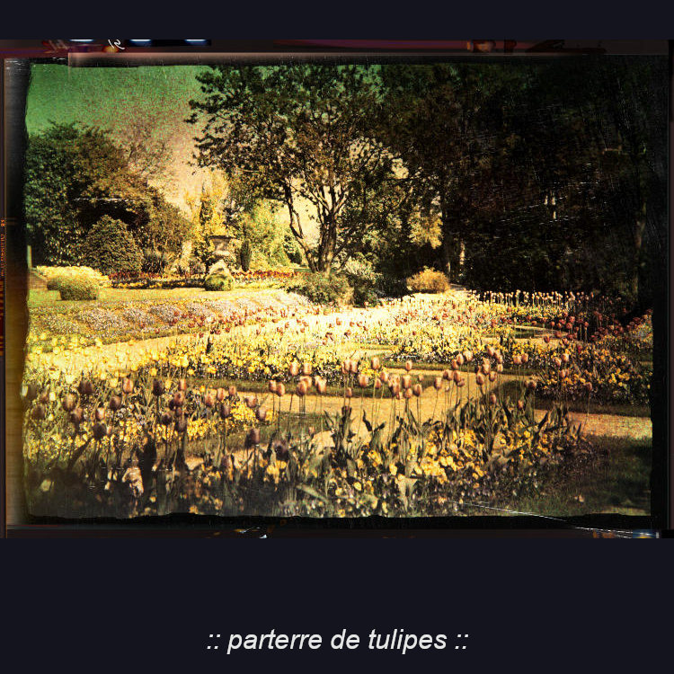 parterre de tulipes
